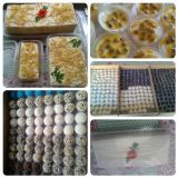 Doces Sonhos