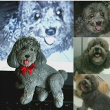 Cachorro de Biscuit.
