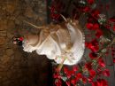 Rose Doces
