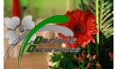 Darlene decorações e eventos