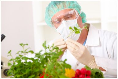 Segurança Alimentar Segurança Alimentar