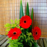 Gerberas na Pedra.R$65,00