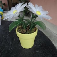 arranjo flora em meia de seda, vários modelos