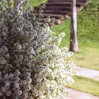 Arranjo de Aster Branco