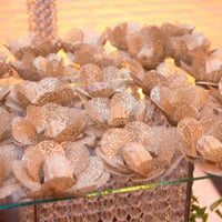 Doces e Bombons finos