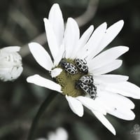Fotos Profissionais (Natureza)