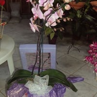 Caixa presente Orquidea R$110,00