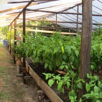 horta