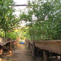 Na horta orgânica pode aproveitar o melhor das verduras.