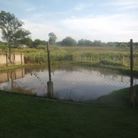 Lago para pesca com peixes - Tilápia e Traíra