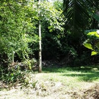 Jardim
