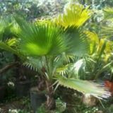 dfplantasornamentais