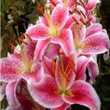 encantarebuffet