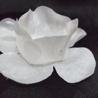rosa branca aberta