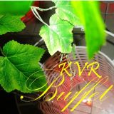 kvrbuffet