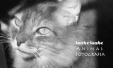 lambelambeanimalfotografia