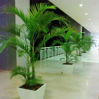palmeira em cachepô - tamanho grande