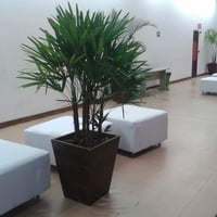 palmeira em cachepô - tamanho médio