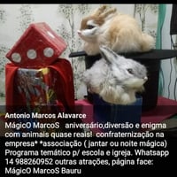 magica com nanimais para crianças e adultos fale conosco no whatsapp