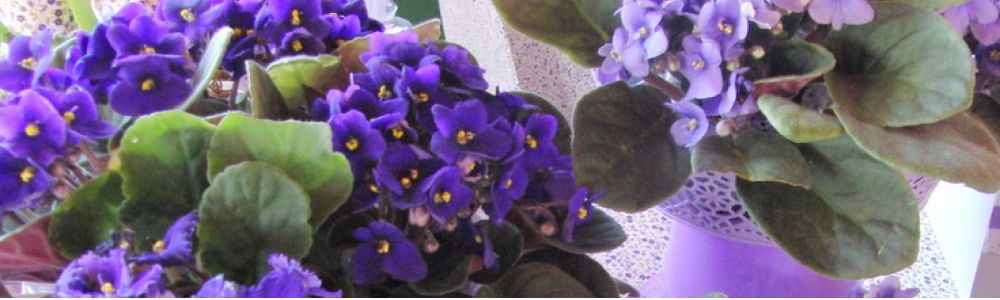 Valquiria Bolos