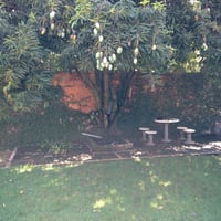 Mangueira ao lado da piscina na chacara