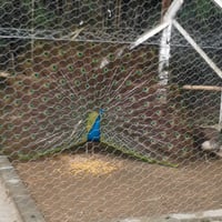 pavão