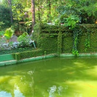 lago dos peixes