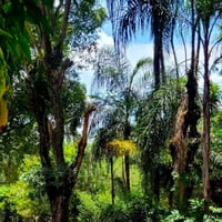 Muita natureza