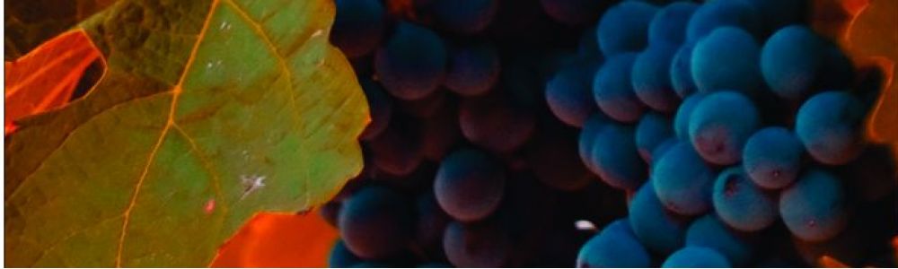 Sommelier Consultoria