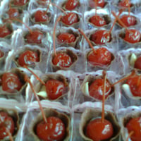 Bombons de cereja ao marrasquino
