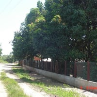 Chegada