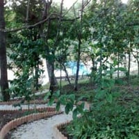 Bosque